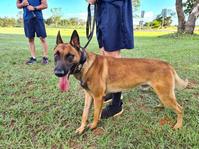 Cães da PMDF trabalham no resgate e no policiamento no Rio Grande do Sul  - 