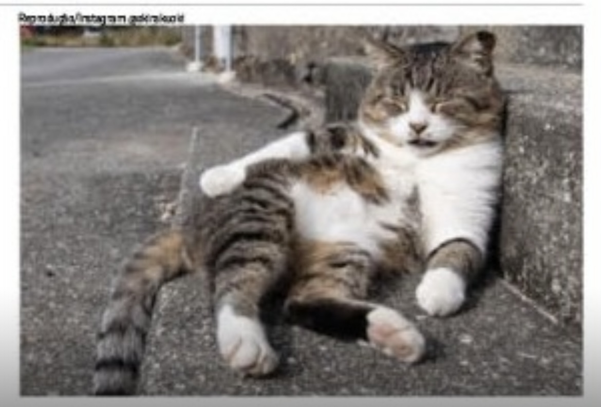 Nova lei garante cuidados com animais comunitários  - 