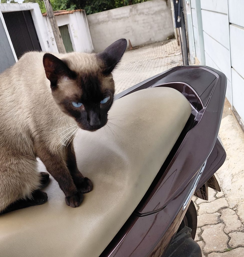 Gatinho é espancado em condomínio. Moradores se revoltam - CB Poder | - Gatinho é espancado em condomínio. Moradores se revoltam - CB Poder | -