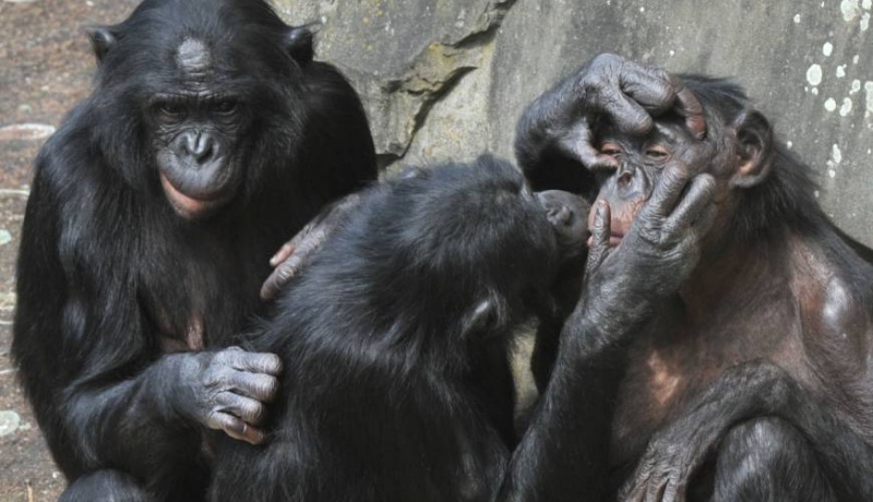 Bonobos em zoológico da Bélgica. Crédito: AFP