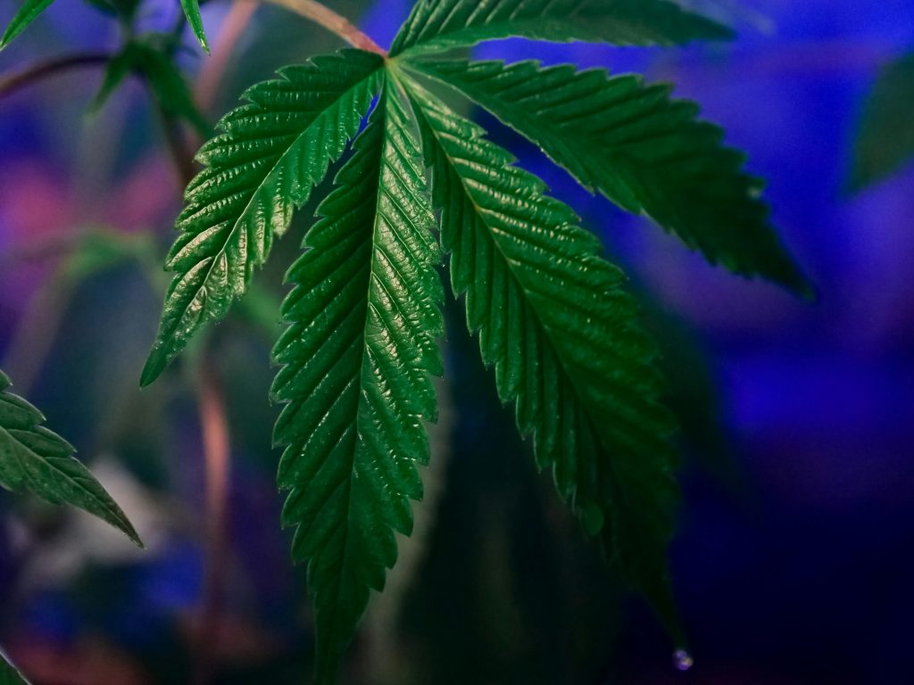 Conheça o Xapa Xana, lubrificante de cannabis que promete orgasmos potentes - 