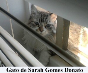 Crédito: Arquivo Pessoal. Gato de Sarah Gomes Donato em posição inusitada, matéria Bichos.