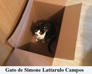 Crédito: Arquivo Pessoal.  Gato de Simone Lattarulo Campos em posição inusitada, matéria Bichos.