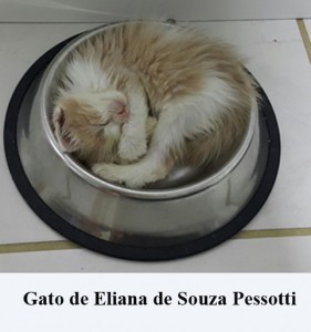Crédito: Arquivo Pessoal.  Gato de Eliana de Souza Pessotti em posição inusitada, matéria Bichos.