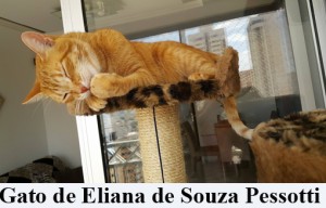 Crédito: Arquivo Pessoal.  Gato de Eliana de Souza Pessotti em posição inusitada, matéria Bichos.