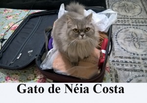 Crédito: Arquivo Pessoal. Gato de Néia Costa em posição inusitada, matéria Bichos.
