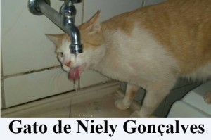 Crédito: Arquivo Pessoal. Gato de Niely Gonçalves em posição inusitada, matéria Bichos.