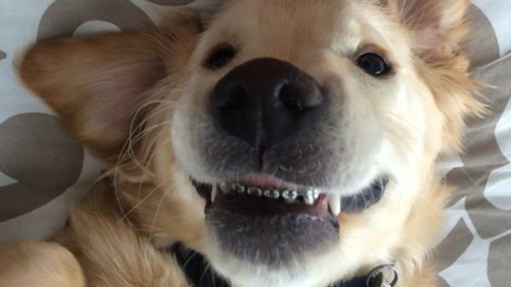 Wesley, cachorro golden retriever que precisou colocar aparelho odontológico.