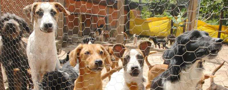 foto de cães em um abrigo que participa de feiras de animais para adoção.feiras de adoção pet