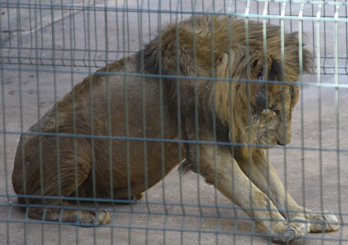 Homem interagindo com leões se diz 'pastor', mas é tratador de animais