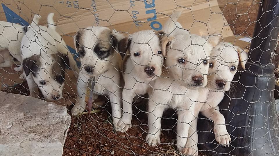 imagem mostra cãezinhos para adoção em abrigo.Feiras de adoção pet.