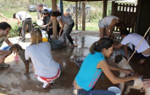 : Abrigo Flora e Fauna/Divulgação. Nos mutirões que acontecem no último domingo de todo mês, as pessoas ajudam a dar banho nos animais abandonados.