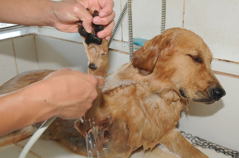 Imagem de um cão tomando banho em uma pet shops