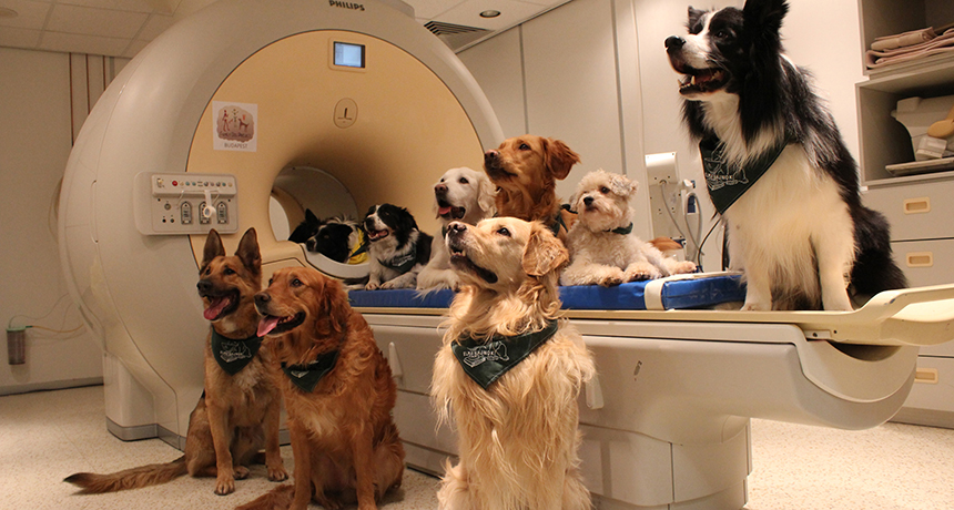 Vários animais (cachorros) ao redor de um aparelho de ressonância magnética