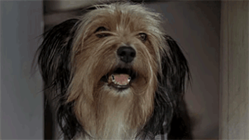 Imagem de um cão levantando as orelhas-bicho