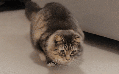 imagem em gif de um gato rebolando Pets