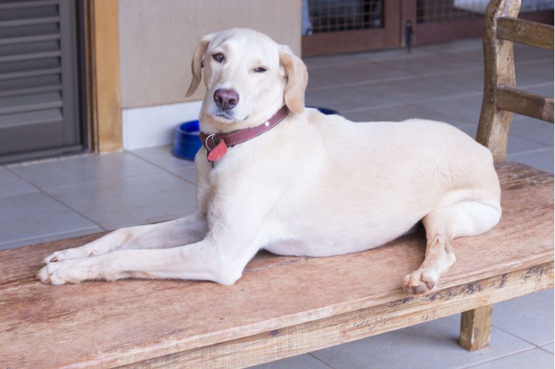 Imagem do Cão Jojo, que possui uma deficiência física