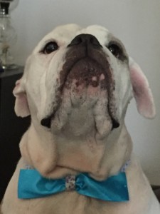 foto do cão Bono de gravata borboleta azul