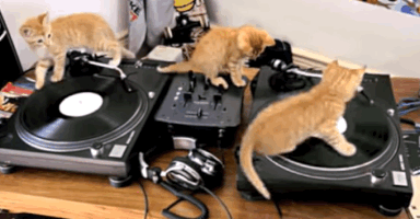 imagem de gatos brincando em toca-discos.Feiras de animais