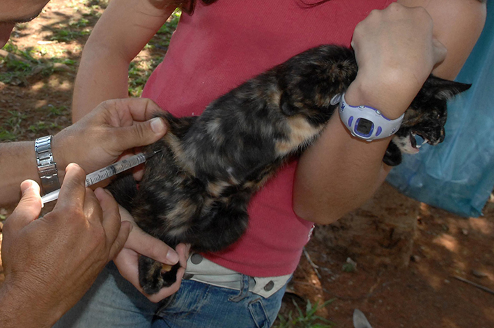foto mostra um gato sendo imunizado na campanha de vacinação contra raiva animal