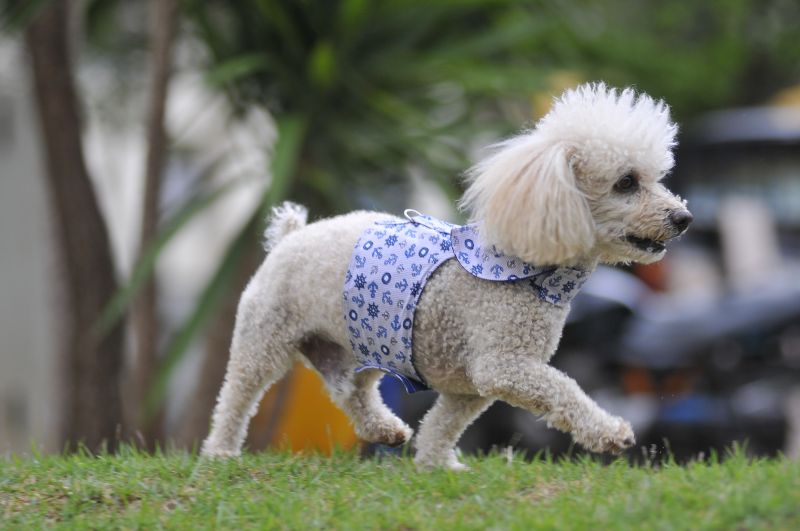 Cão Lulu da Pomerânia recusa nova dieta e vídeo engraçado é assistido mais  de 20 milhões de vezes