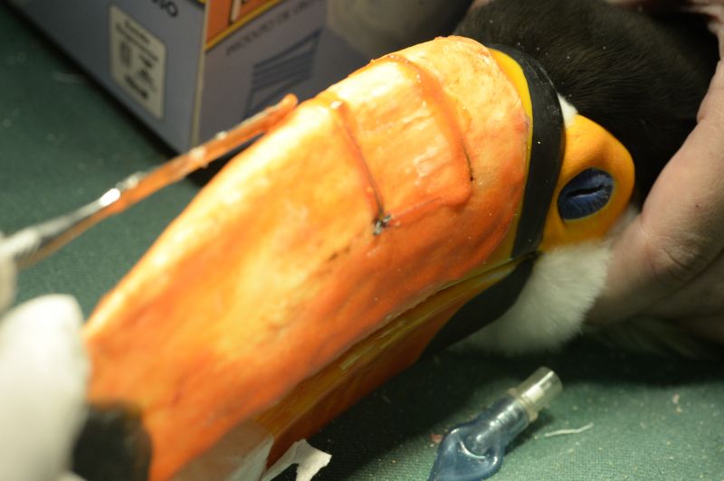 imagem mostra o bico do tucano Zazu sendo recuperado.Pets