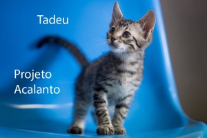 TADEU_acalanto