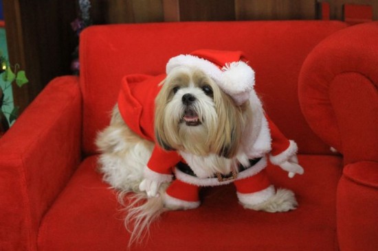 imagem mostra cão da raça shitzu para ilustrar matéria sobre cuidados com os pets na Ceia de Natal