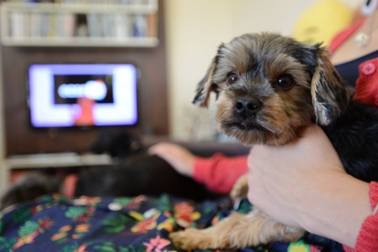 Programa bom pra cachorro:imagem mostra dona de um cãozinho que gosta de assistir televisão.