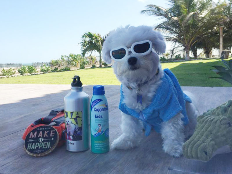 Saúde Pet: Imagem mostra cãozinho na praia