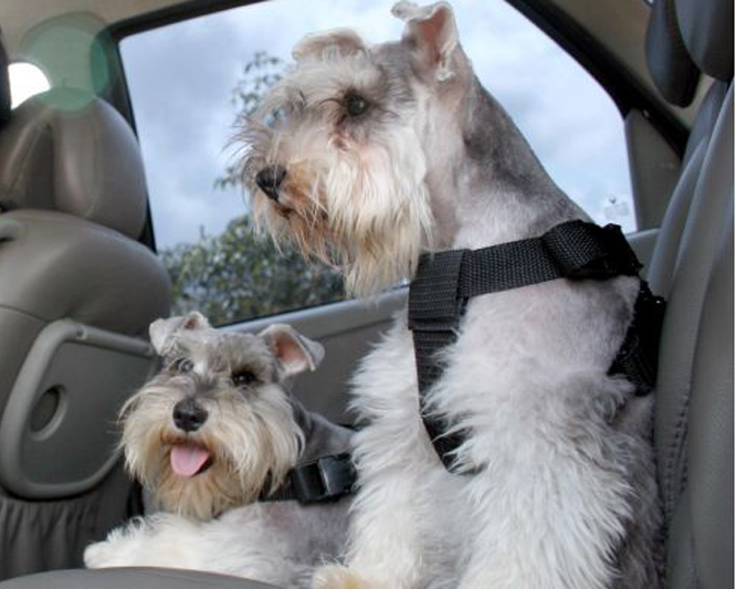 Viajar com pet ; imagem mostra cães em um carro usando cinto de segurança