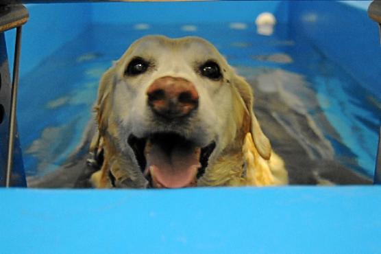 Labradora Clara, fazendo hidroterapia 