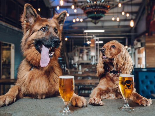 Brewdog: o bar e cervejaria é 100% petfriendly. Crédito: Divulgação
