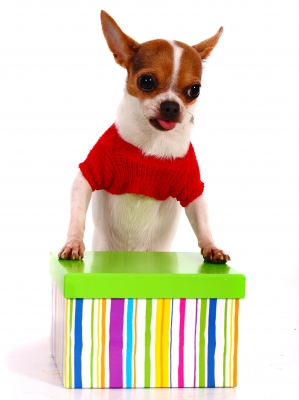 Chihuahua-gift-box