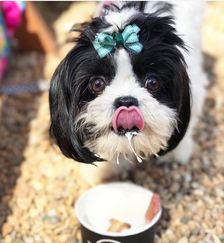 Bella: cachorrinha só lambe o beiço se há algo extra na comida Crédito: Arquivo Pessoal 