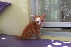 A pequenina Irma é curiosa e parece bastante feliz Crédito: World Animal Protection