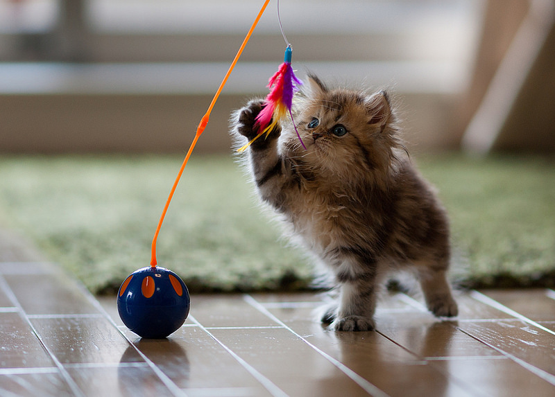 Brinquedinhos simples como esse são garantia de diversão para gatos Crédito: Reprodução 