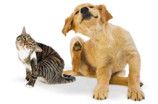 Gatos também são alvo fácil de pulgas e carrapatos  Crédito: Reprodução 