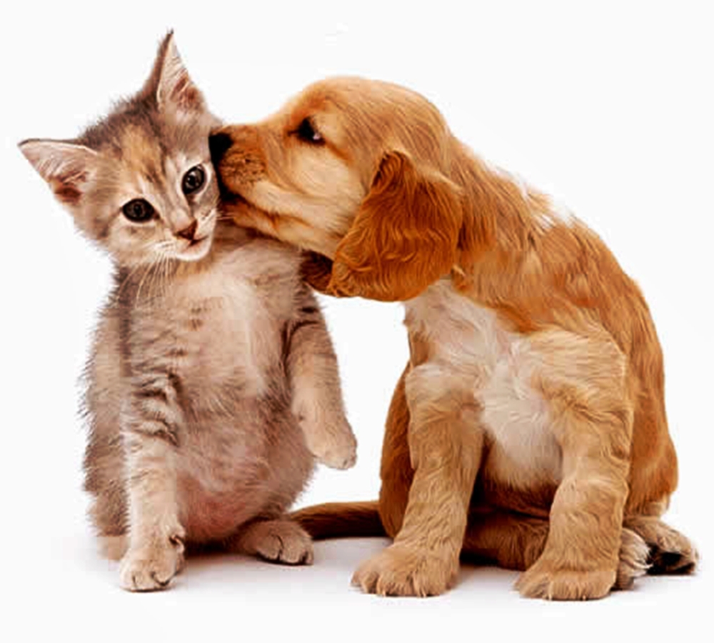 Cães e gatos podem ser melhores amigos - Blog Mais Bichos