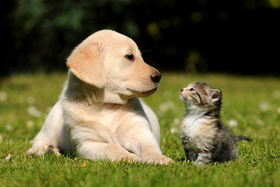 Dia dos animais: jogo da velha cães e gatos - Blog Espaço Educar