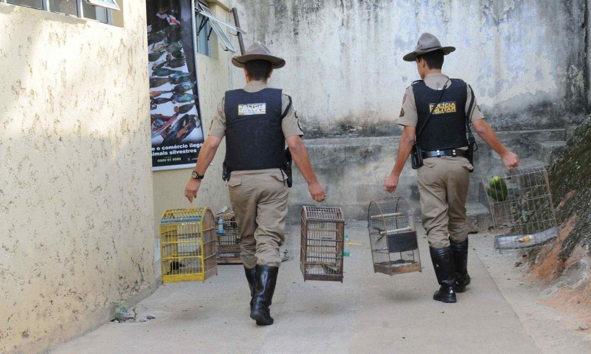Policiais ambientais apreendem aves mantidas ilegalmente em cativeiro