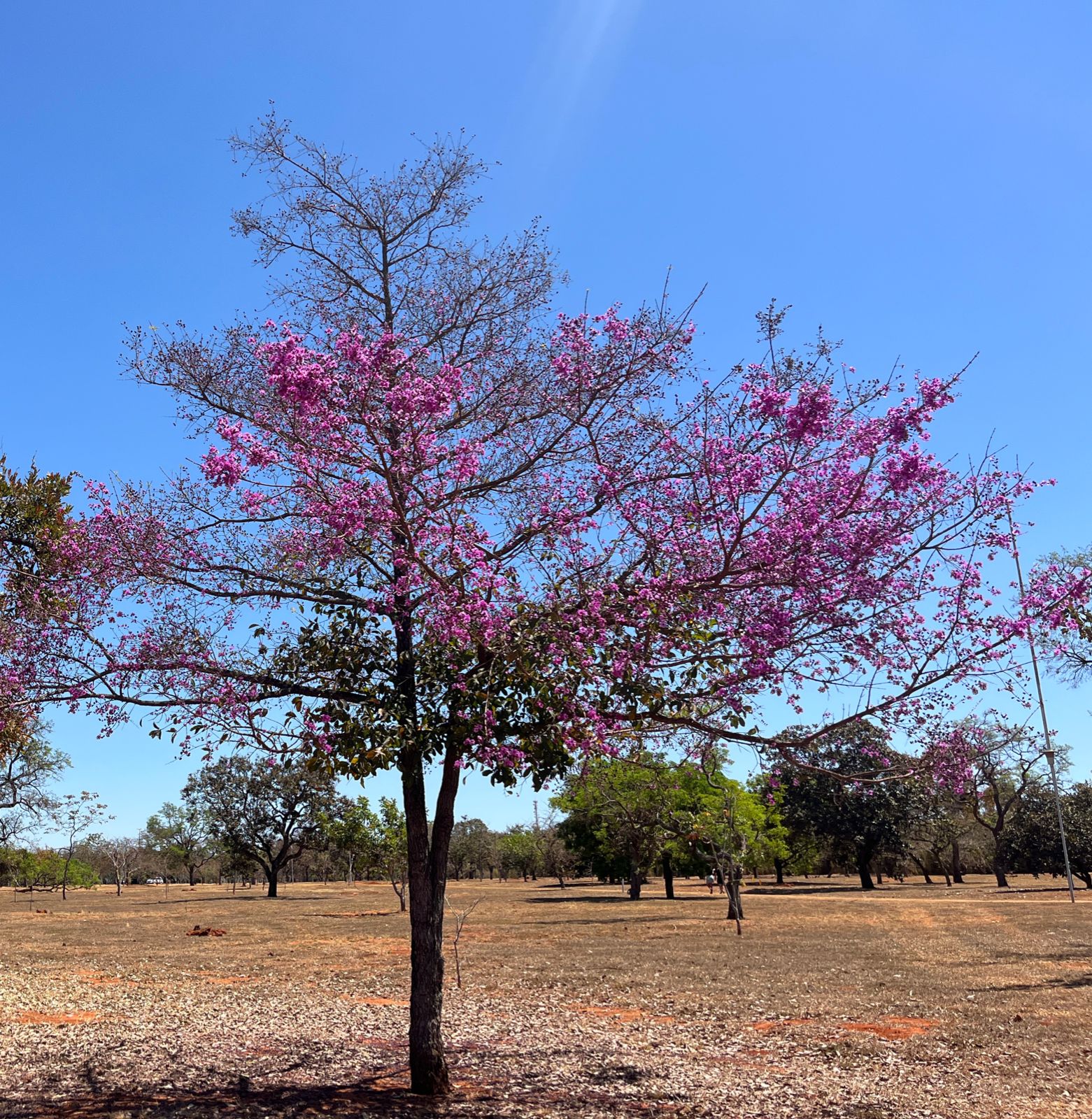 Belezas do Cerrado na seca - Nosso Parque da Cidade - 