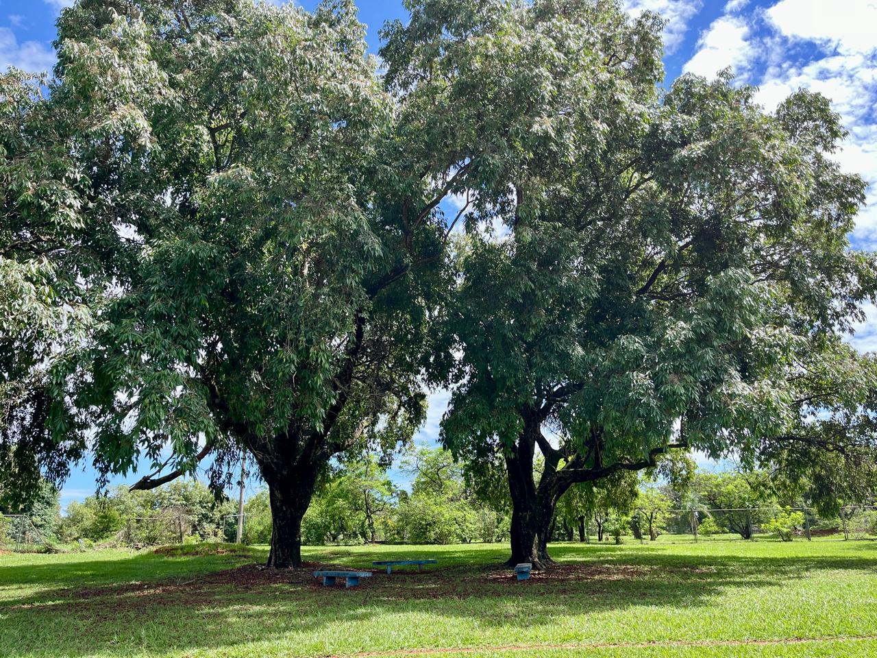 Beleza dobrada - Blog | Nosso Parque da Cidade - 