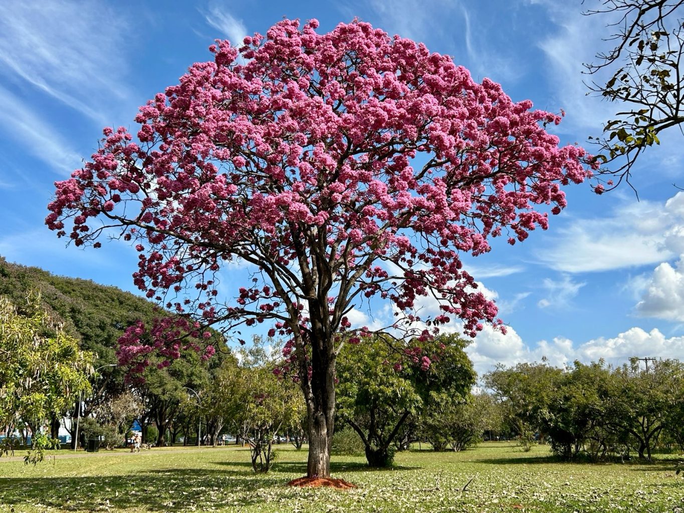 Os lindos ipês-roxos do Parque - Blog | Nosso Parque da Cidade - 