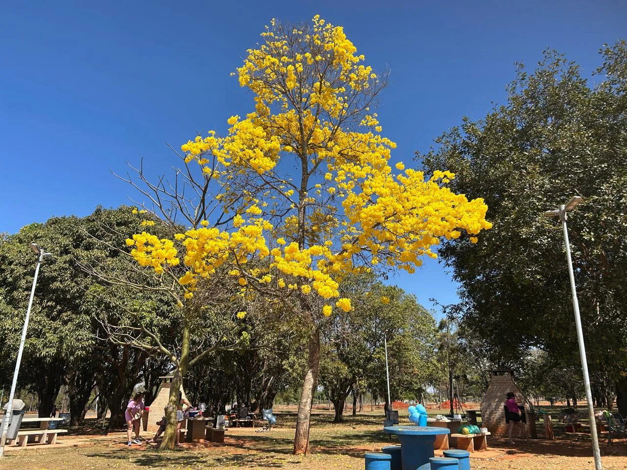 Adeus, ipês-amarelos - Nosso Parque da Cidade - 