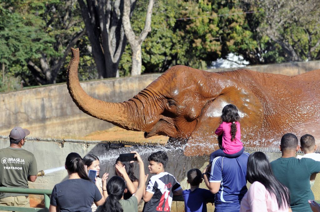 Férias: como aproveitar o recesso com atividades lúdicas em Brasília - Blog da Primeira Infância - 