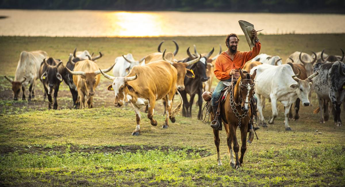 Conheça a vida de encantos e tradições dos boiadeiros no Pantanal -  RecordTV - R7 Fala Brasil